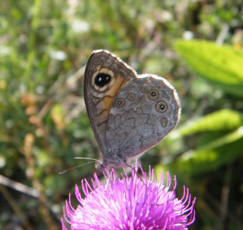 Lasiommata maera